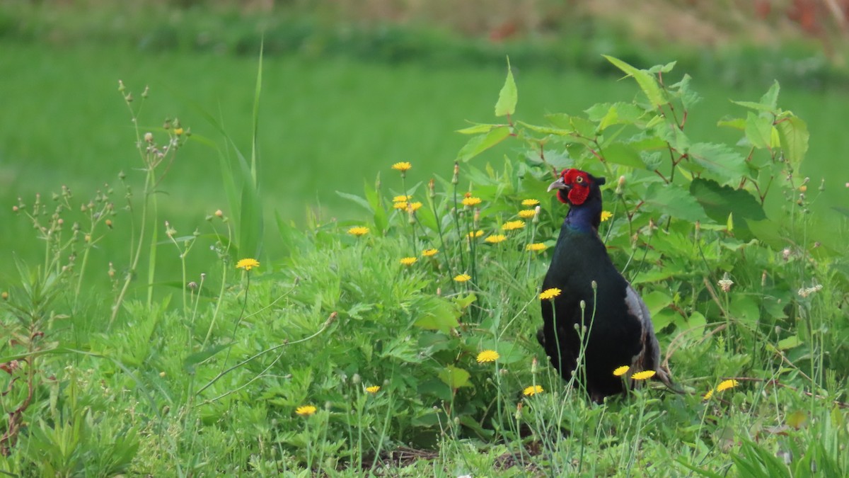 Green Pheasant - YUKIKO ISHIKAWA