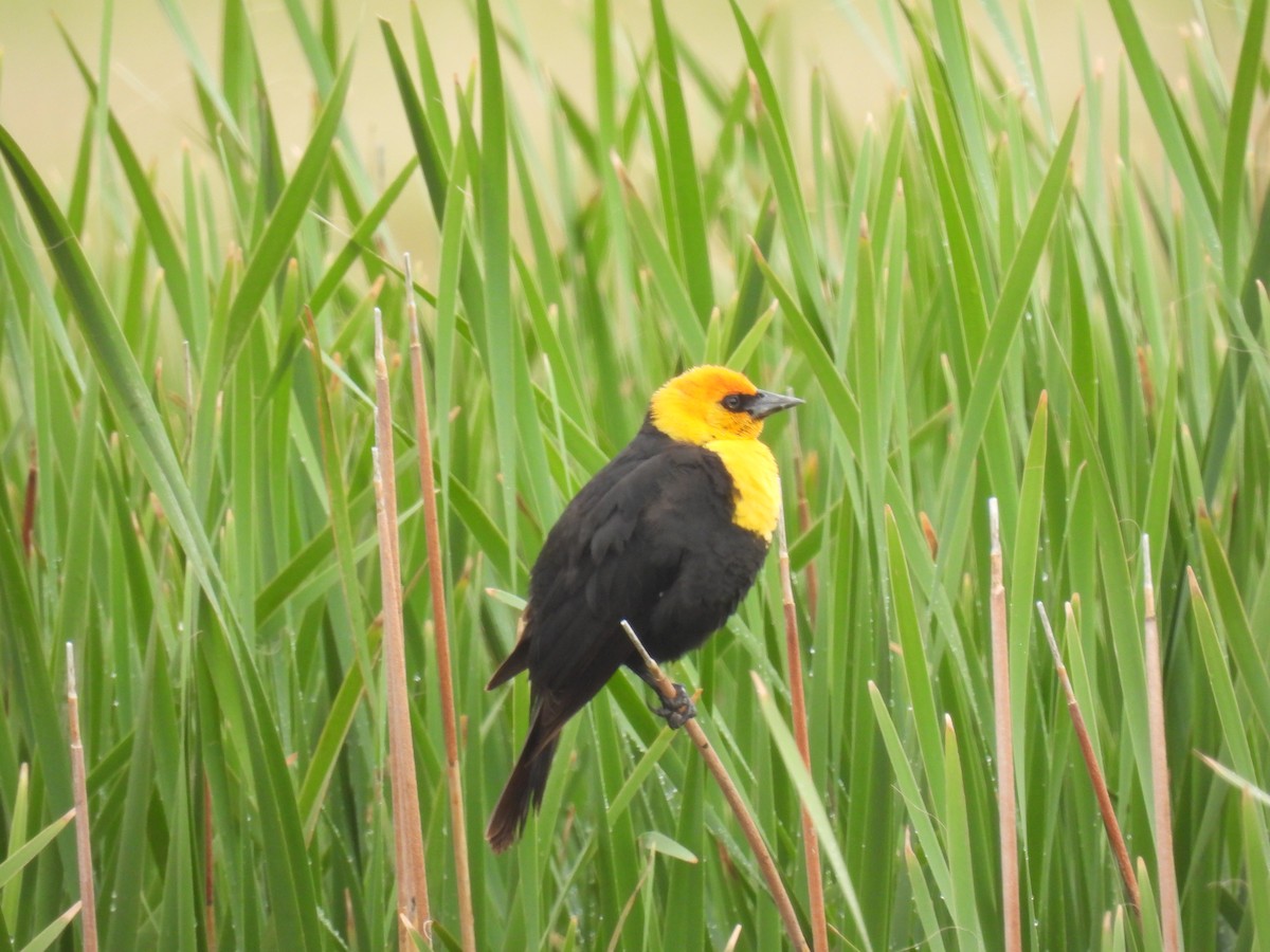 Yellow-headed Blackbird - ML620591469