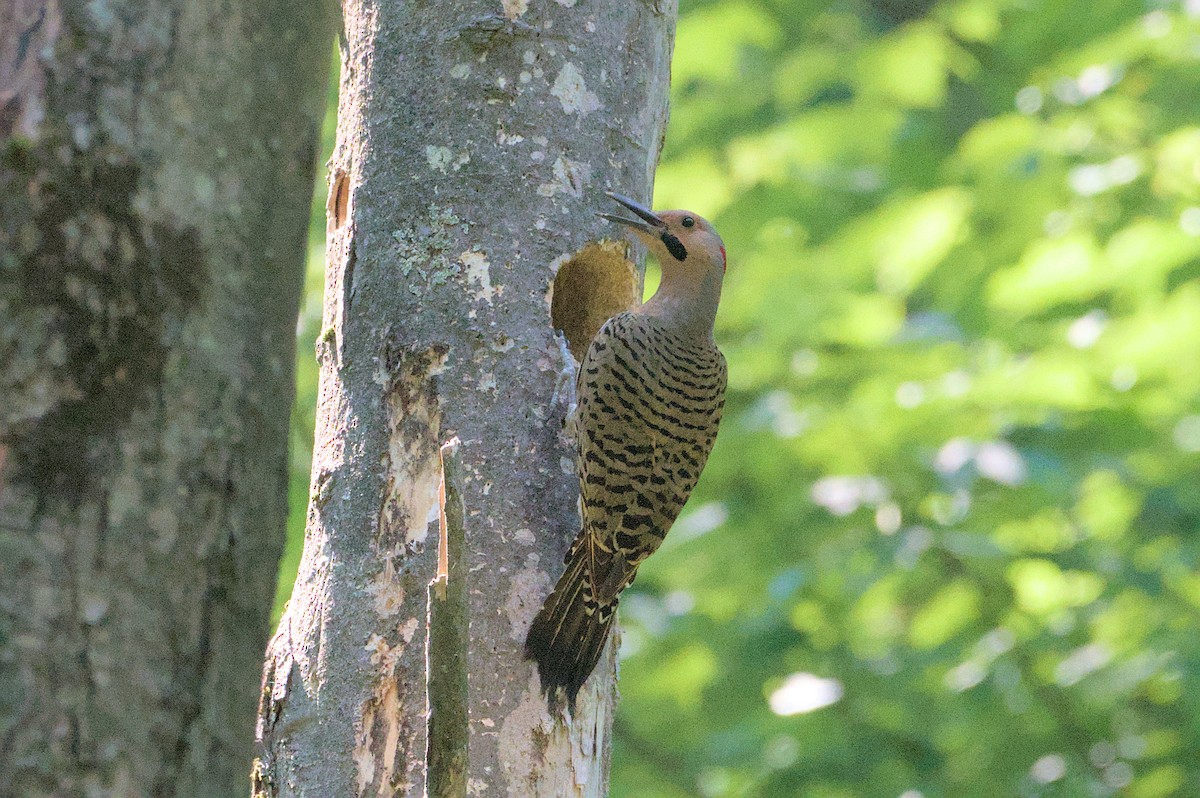 Northern Flicker - ML620591470