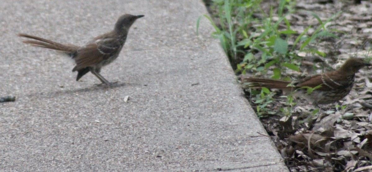 Brown Thrasher - ML620591475