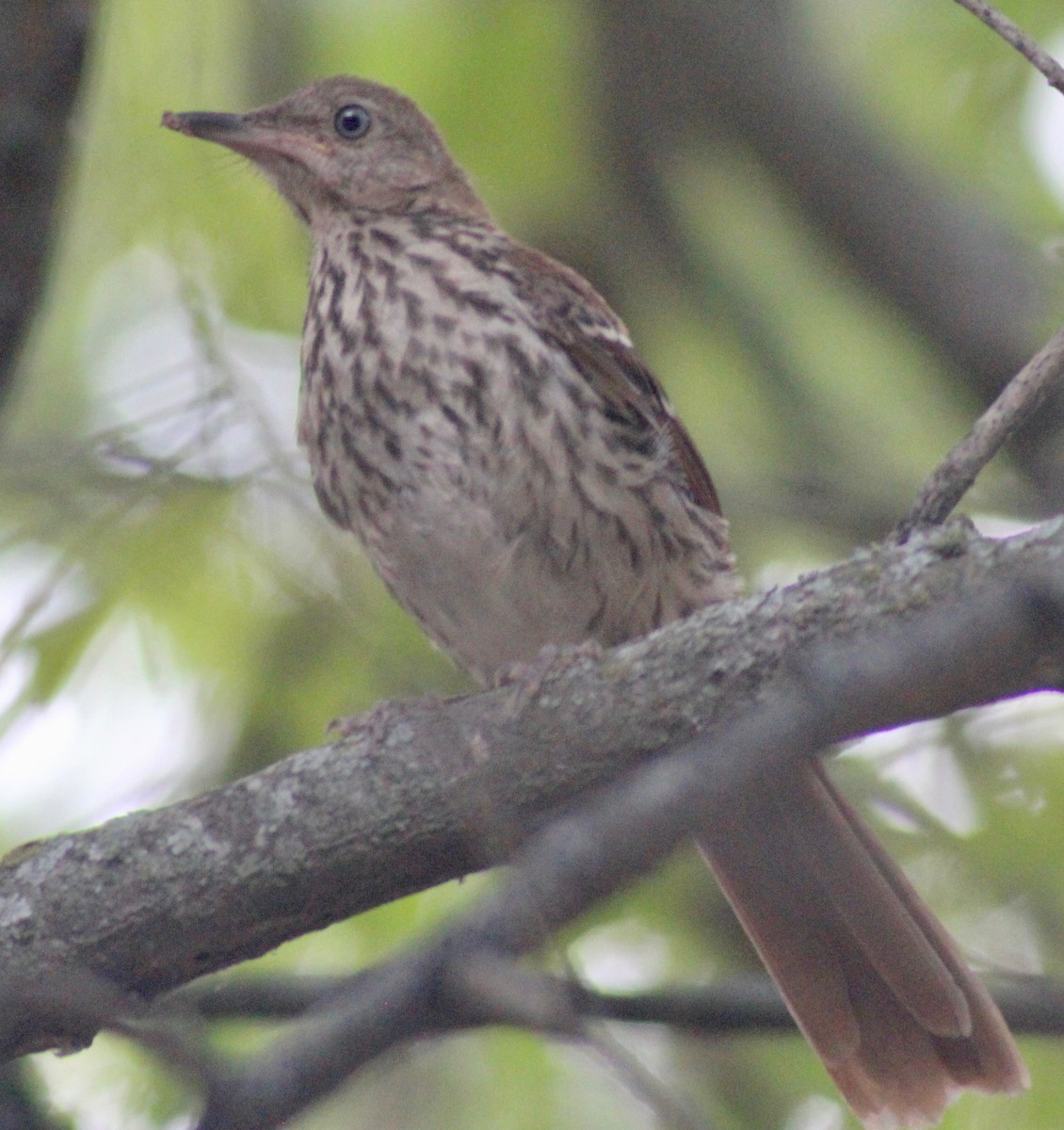 Brown Thrasher - ML620591477