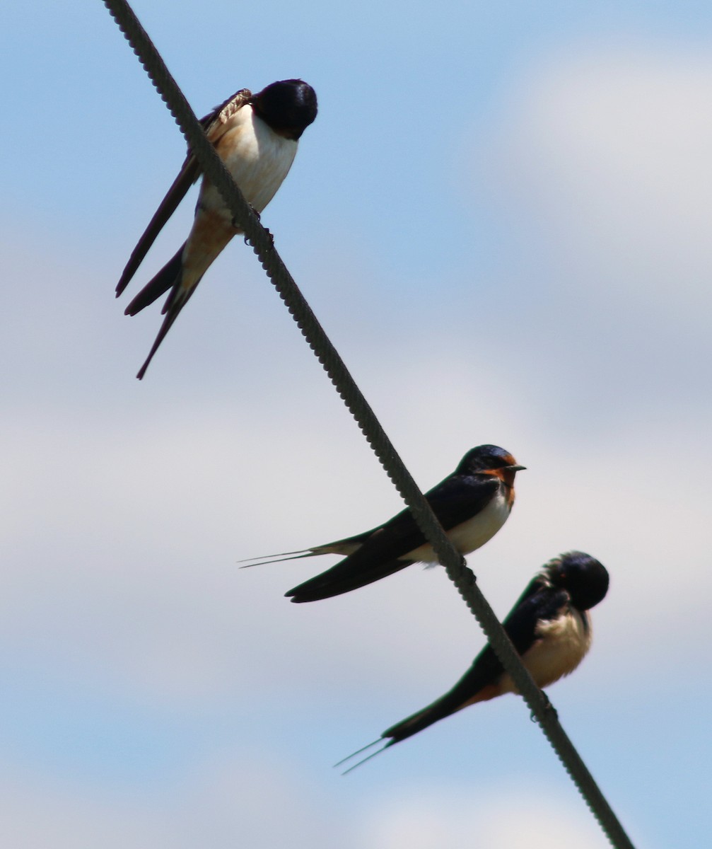 Barn Swallow - ML620591481