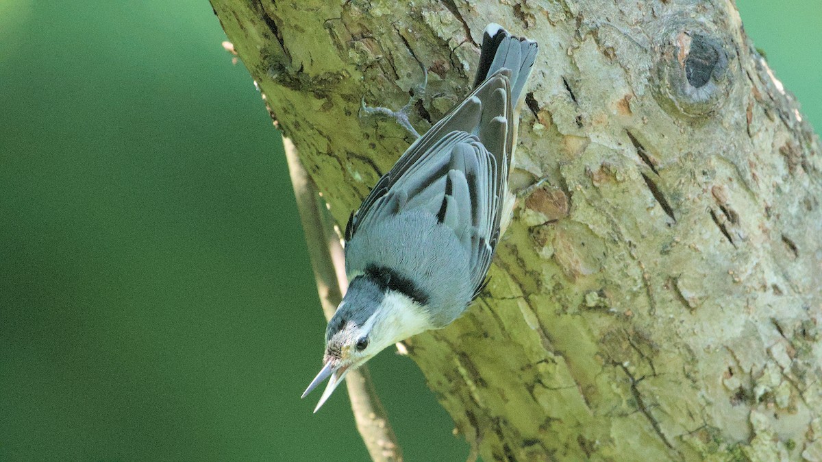 White-breasted Nuthatch - ML620591484