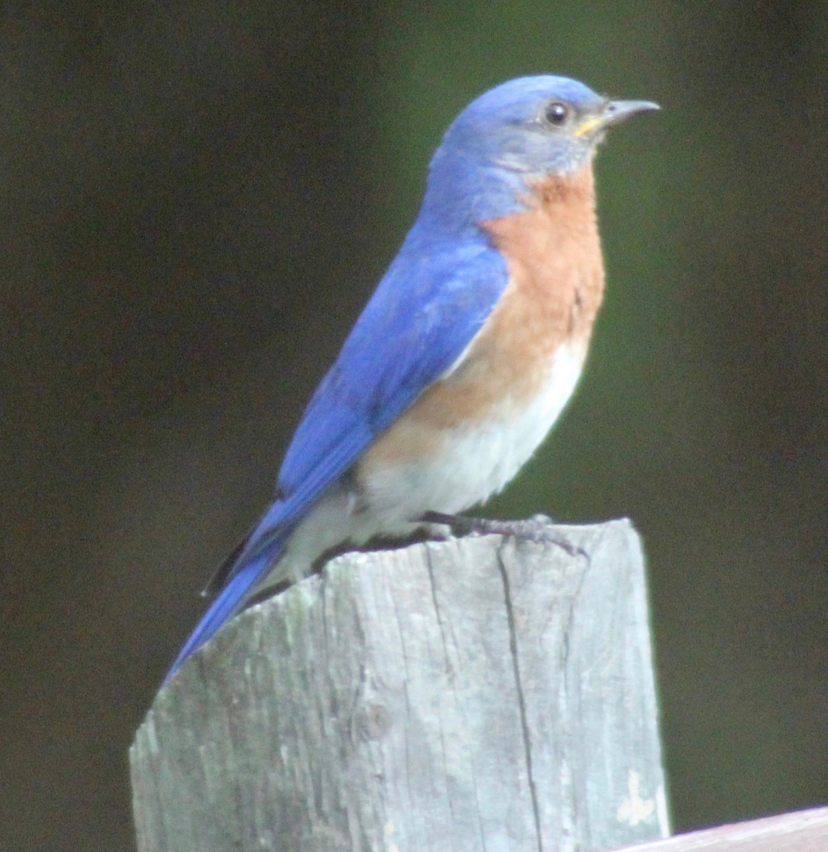 Eastern Bluebird - ML620591487