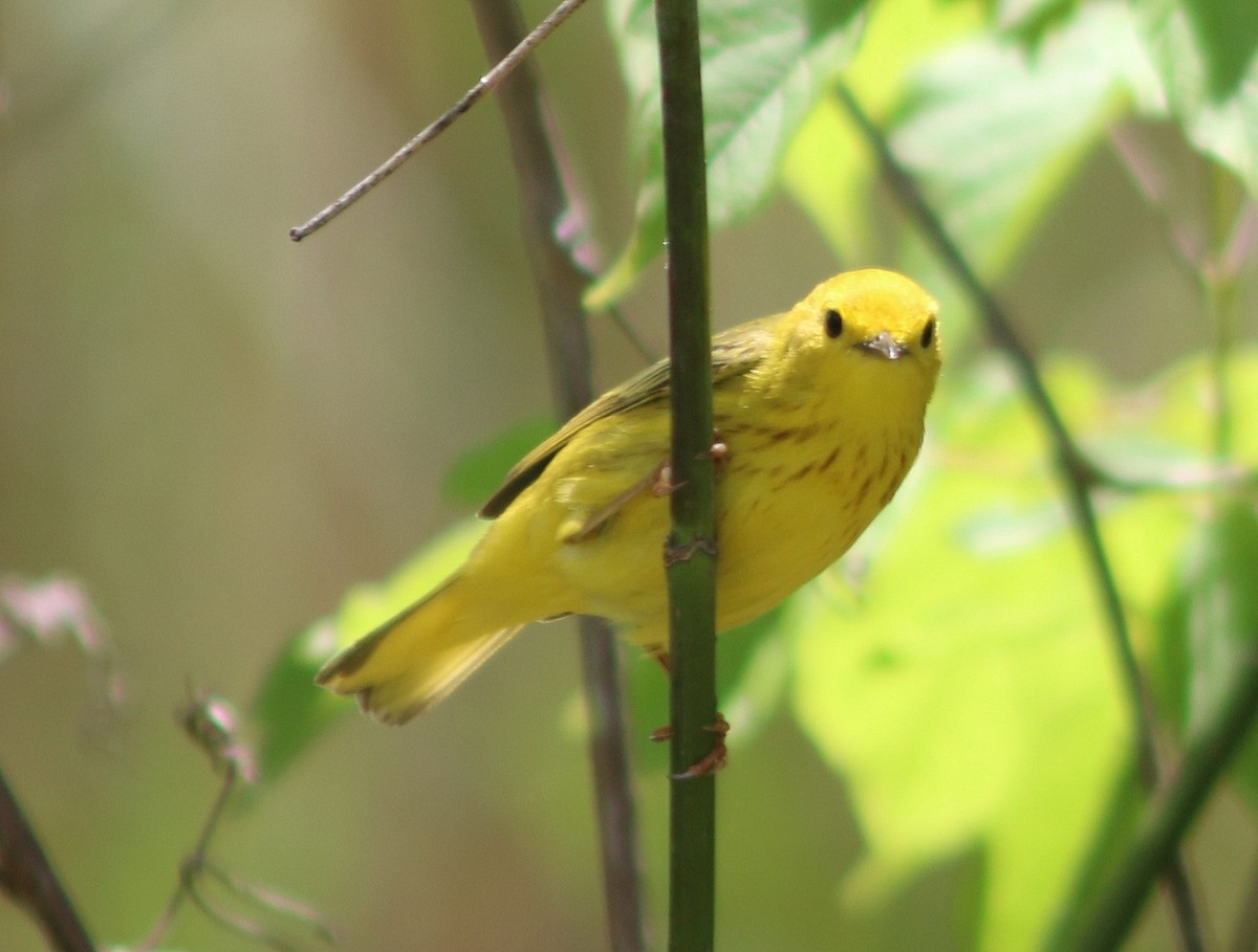 Yellow Warbler - ML620591491