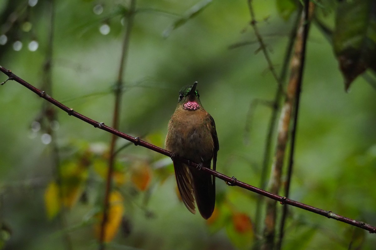 kolibřík hnědobřichý - ML620591492