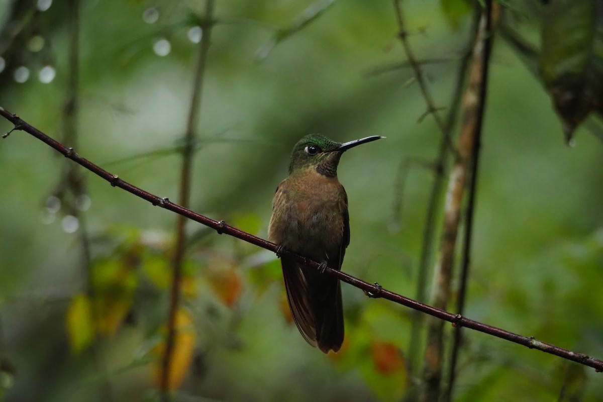 kolibřík hnědobřichý - ML620591493