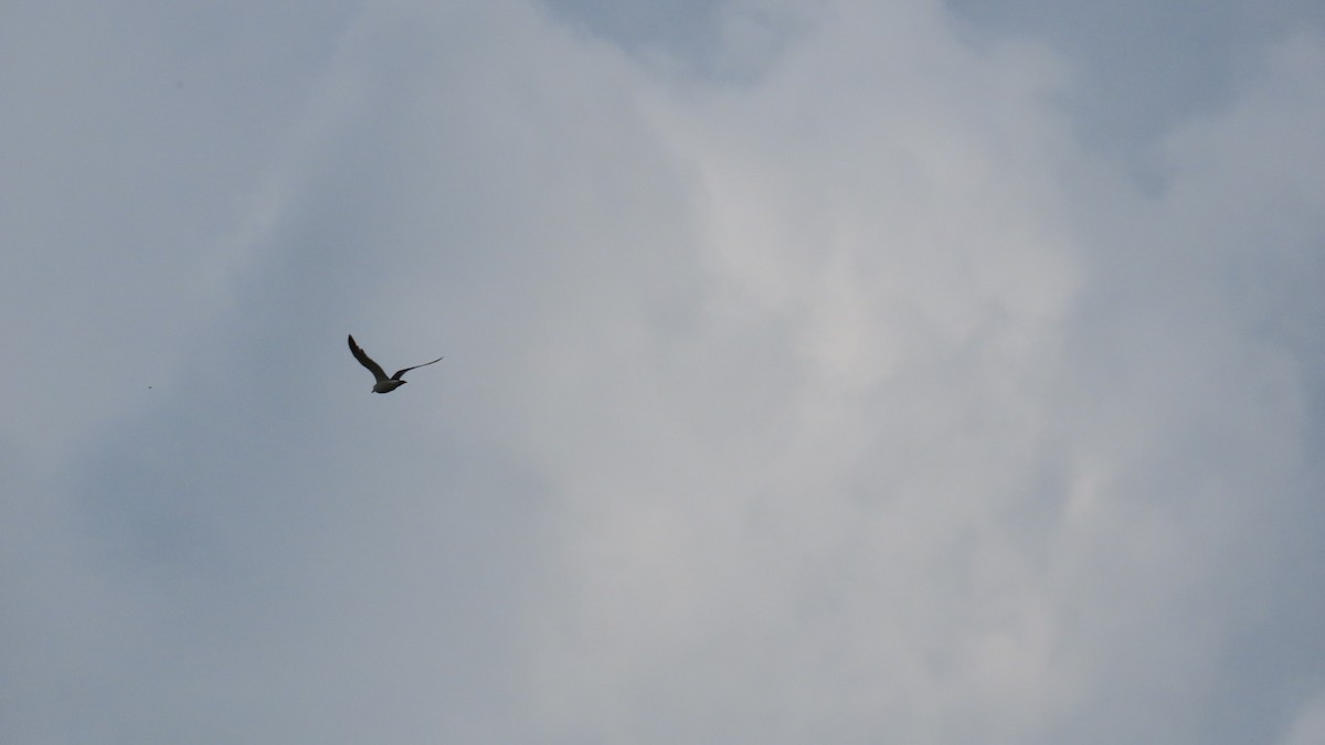 Чернохвостая чайка - ML620591494