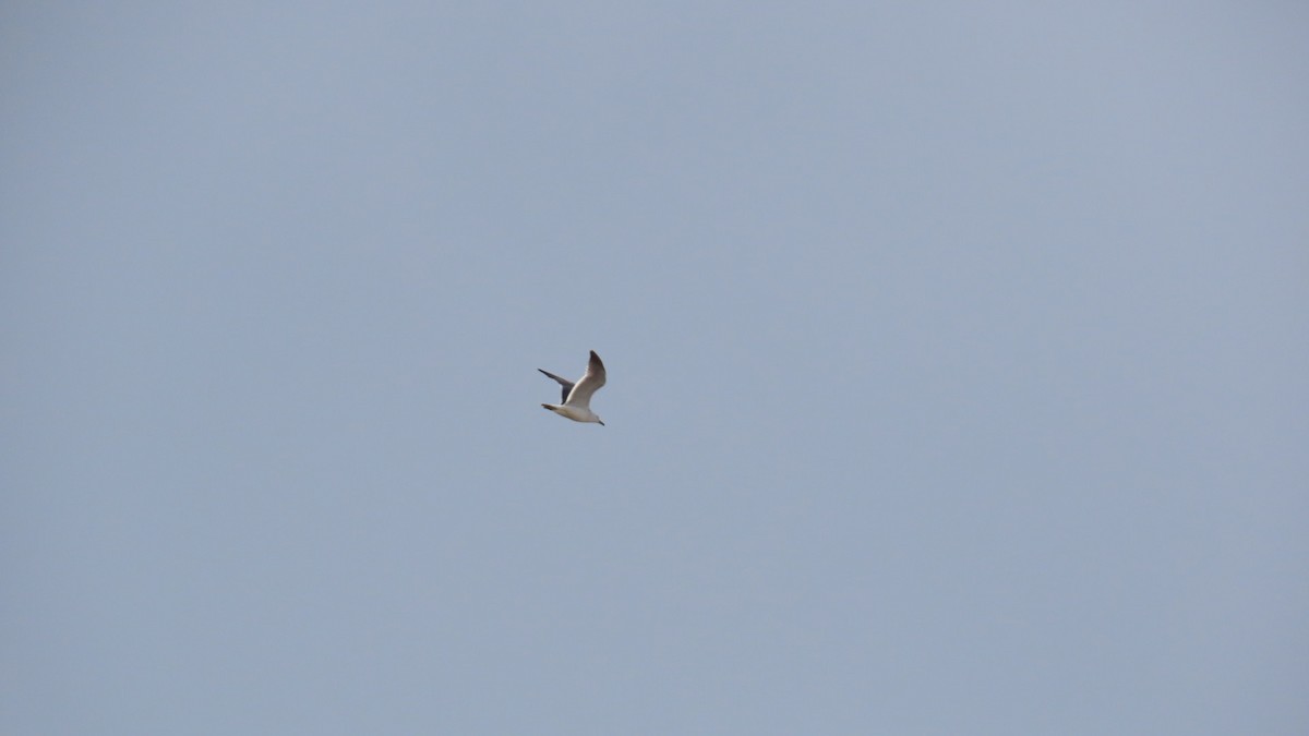 Black-tailed Gull - ML620591495