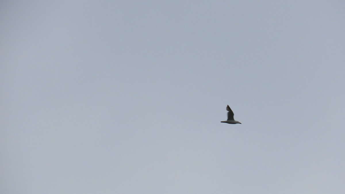 Black-tailed Gull - ML620591496