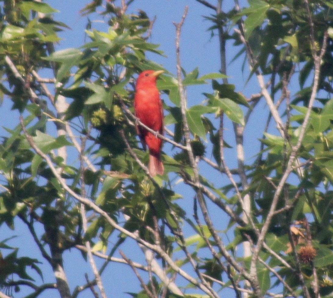 Summer Tanager - ML620591497