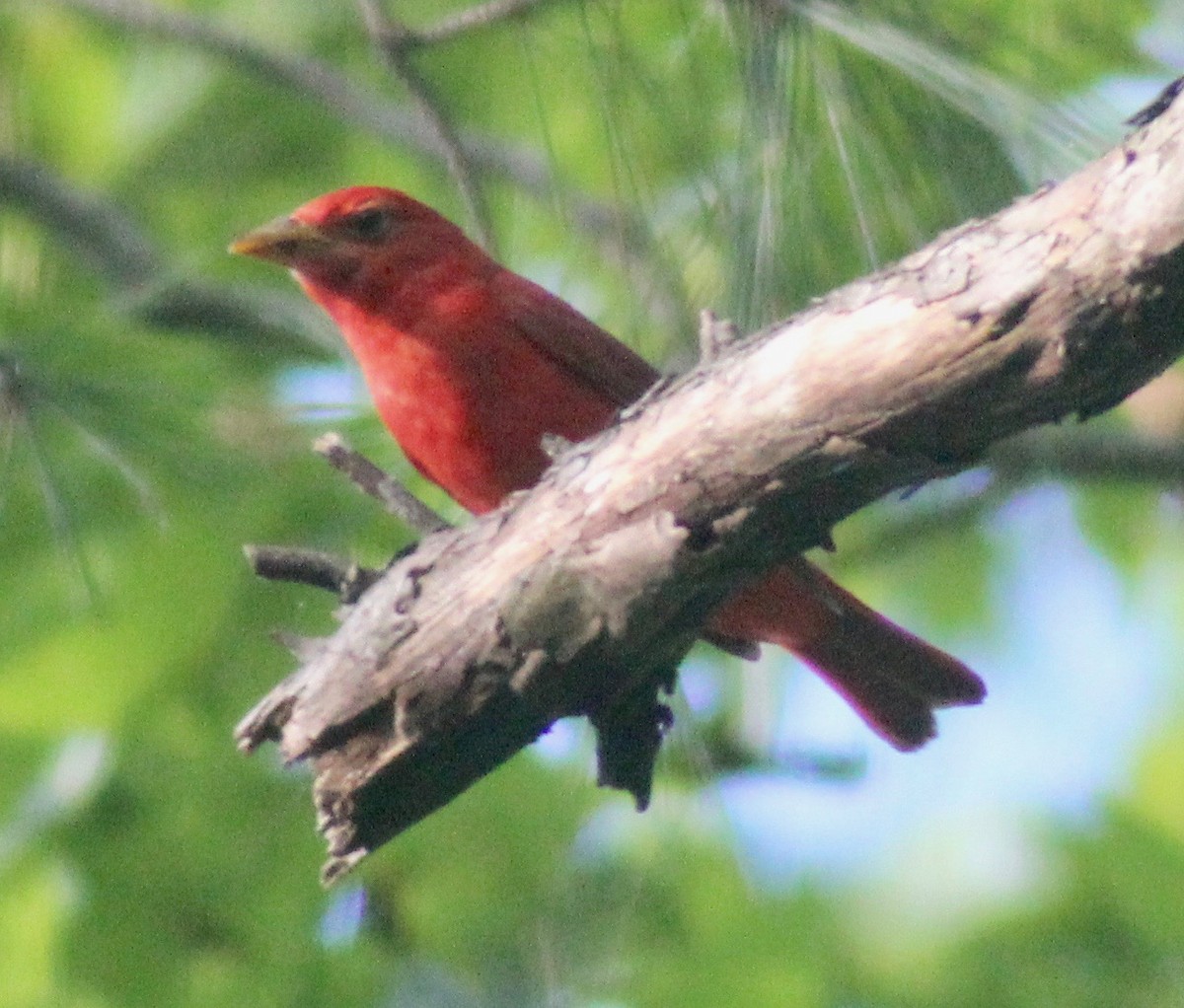 Summer Tanager - David Brotherton, cc