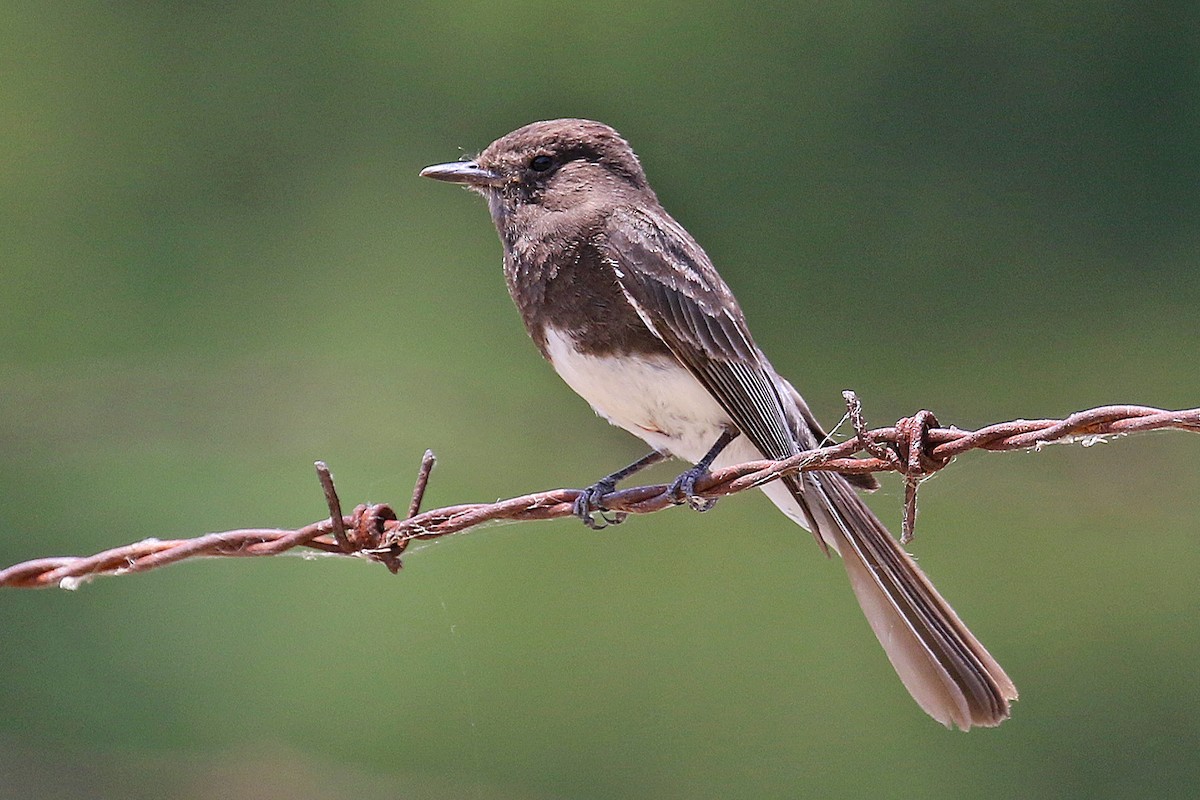 Black Phoebe - ML620591499