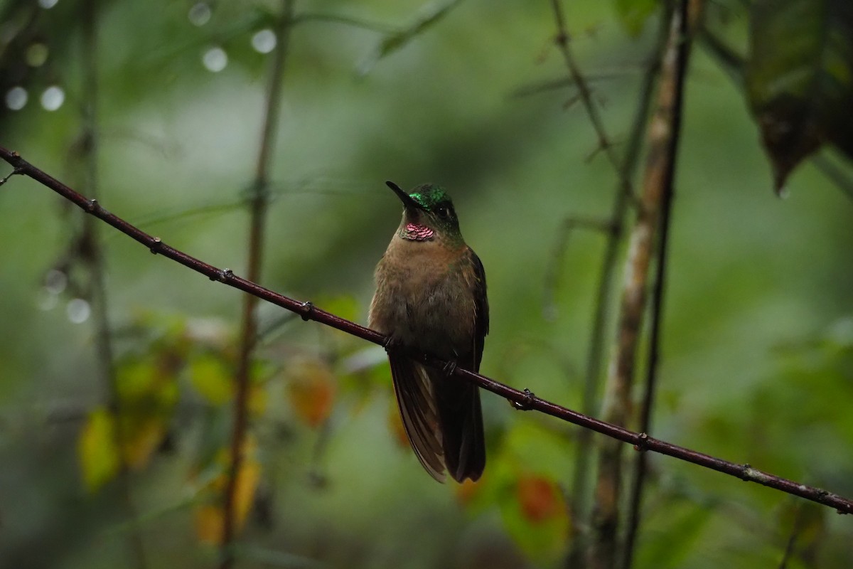kolibřík hnědobřichý - ML620591500