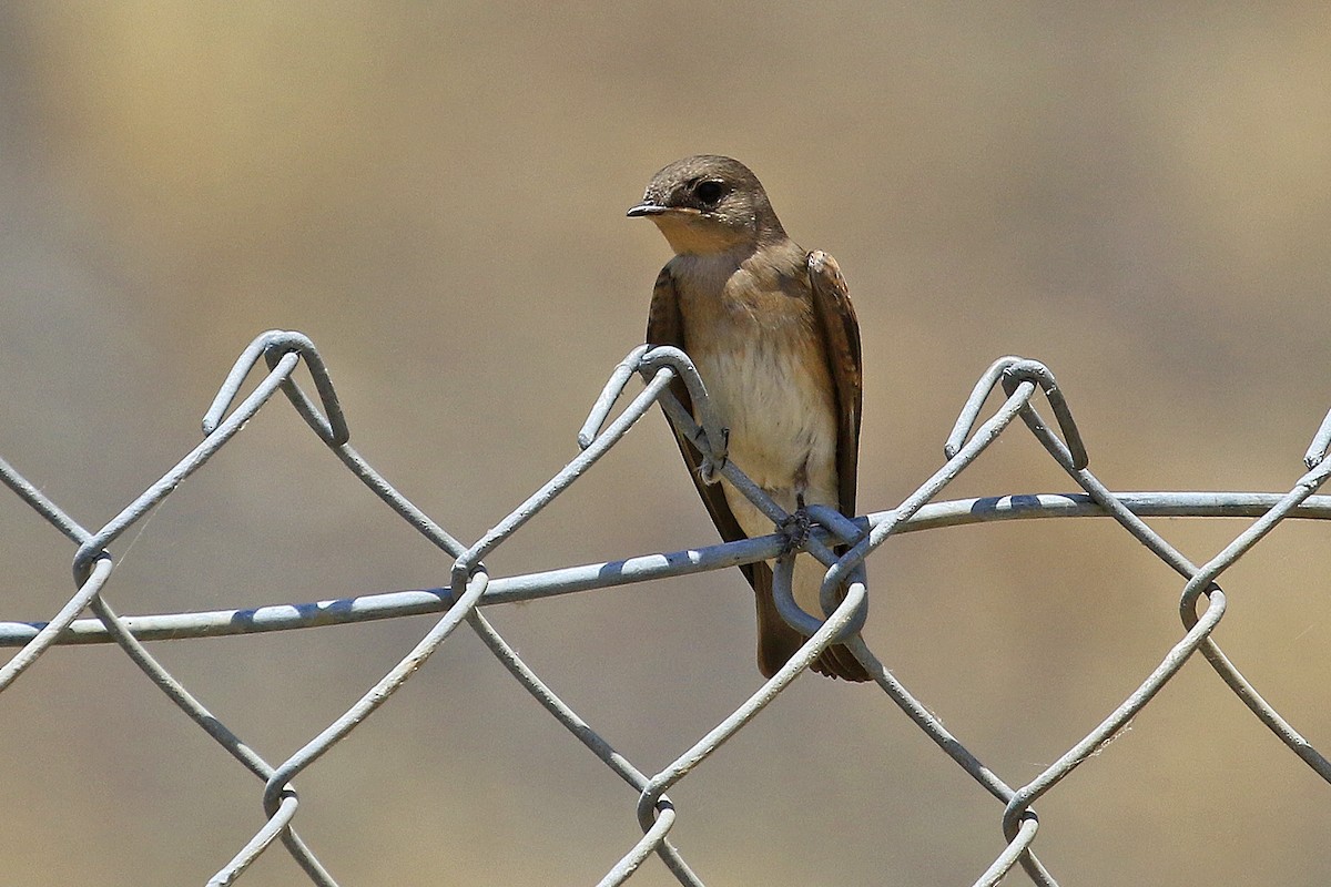 Northern Rough-winged Swallow - ML620591506