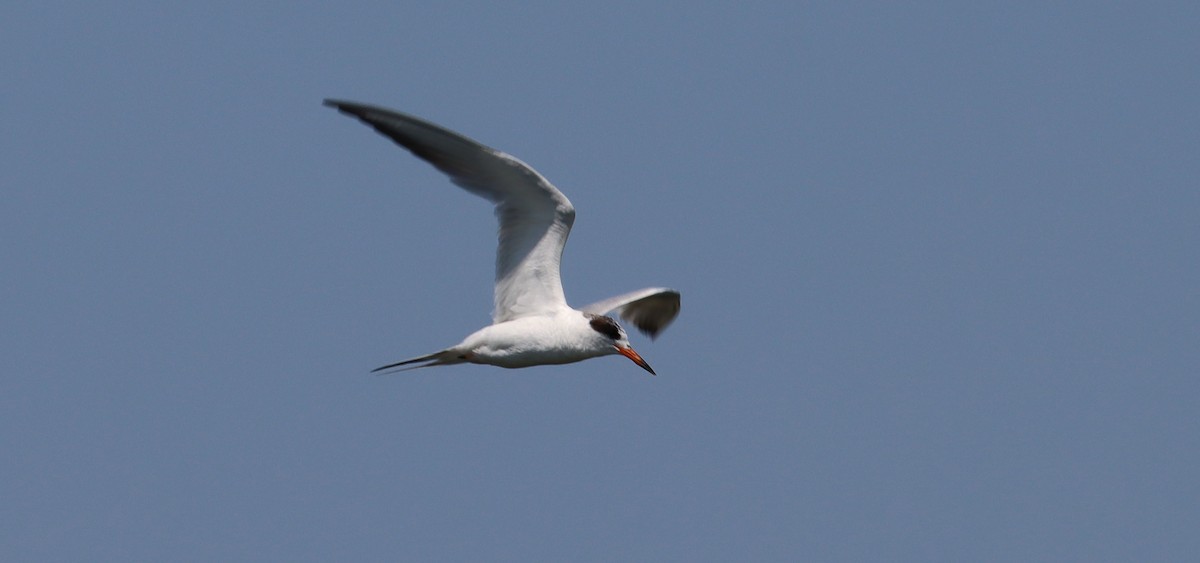 Forster's Tern - ML620591512