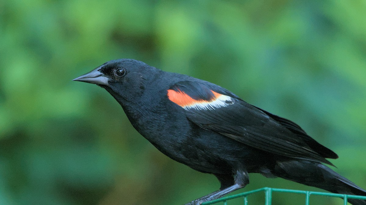 Red-winged Blackbird - ML620591513