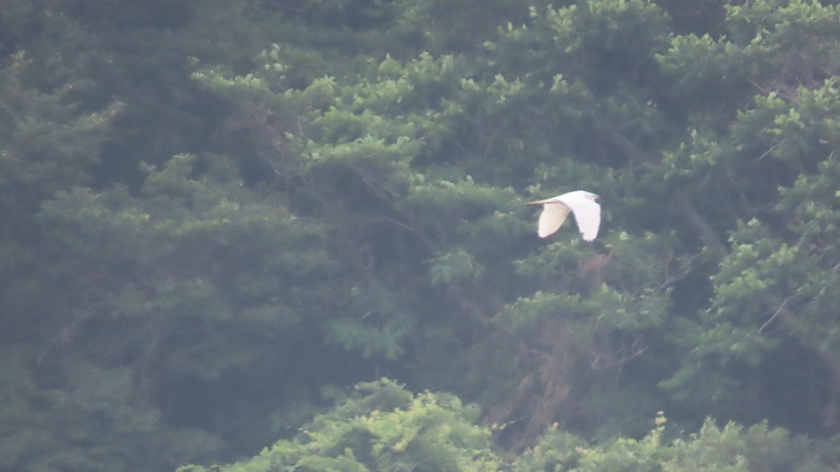 Great Egret - ML620591525