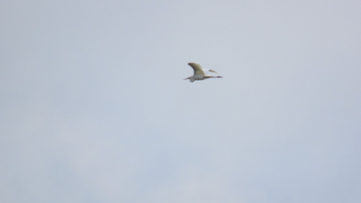 Great Egret - ML620591530