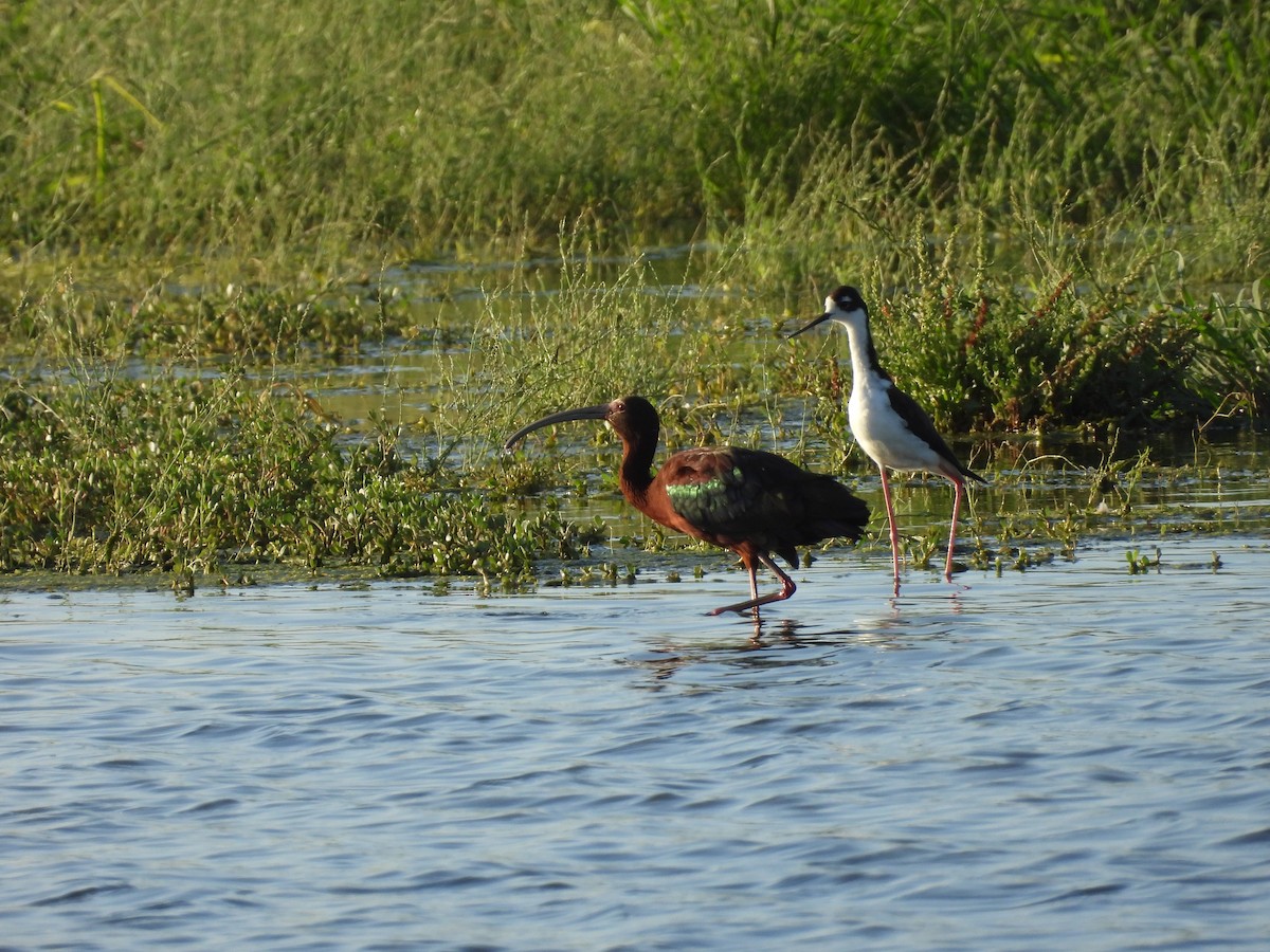 Ibis à face blanche - ML620591537