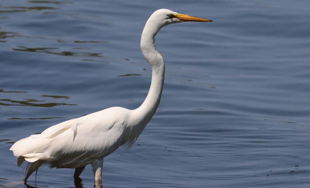 Great Egret - ML620591538