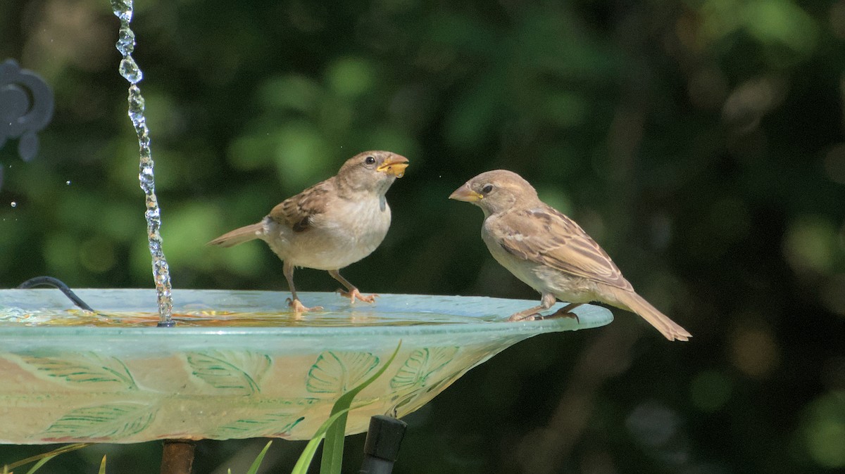 Moineau domestique - ML620591539