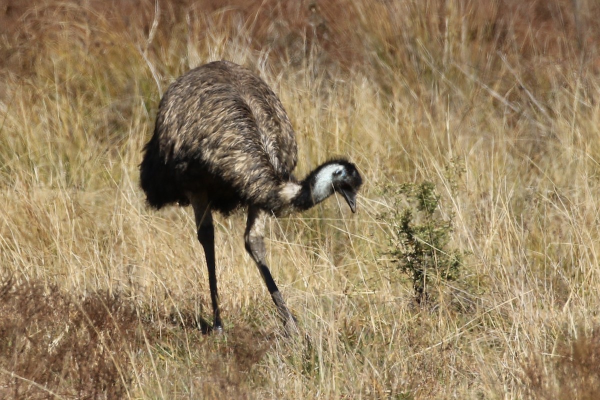 emu hnědý - ML620591543