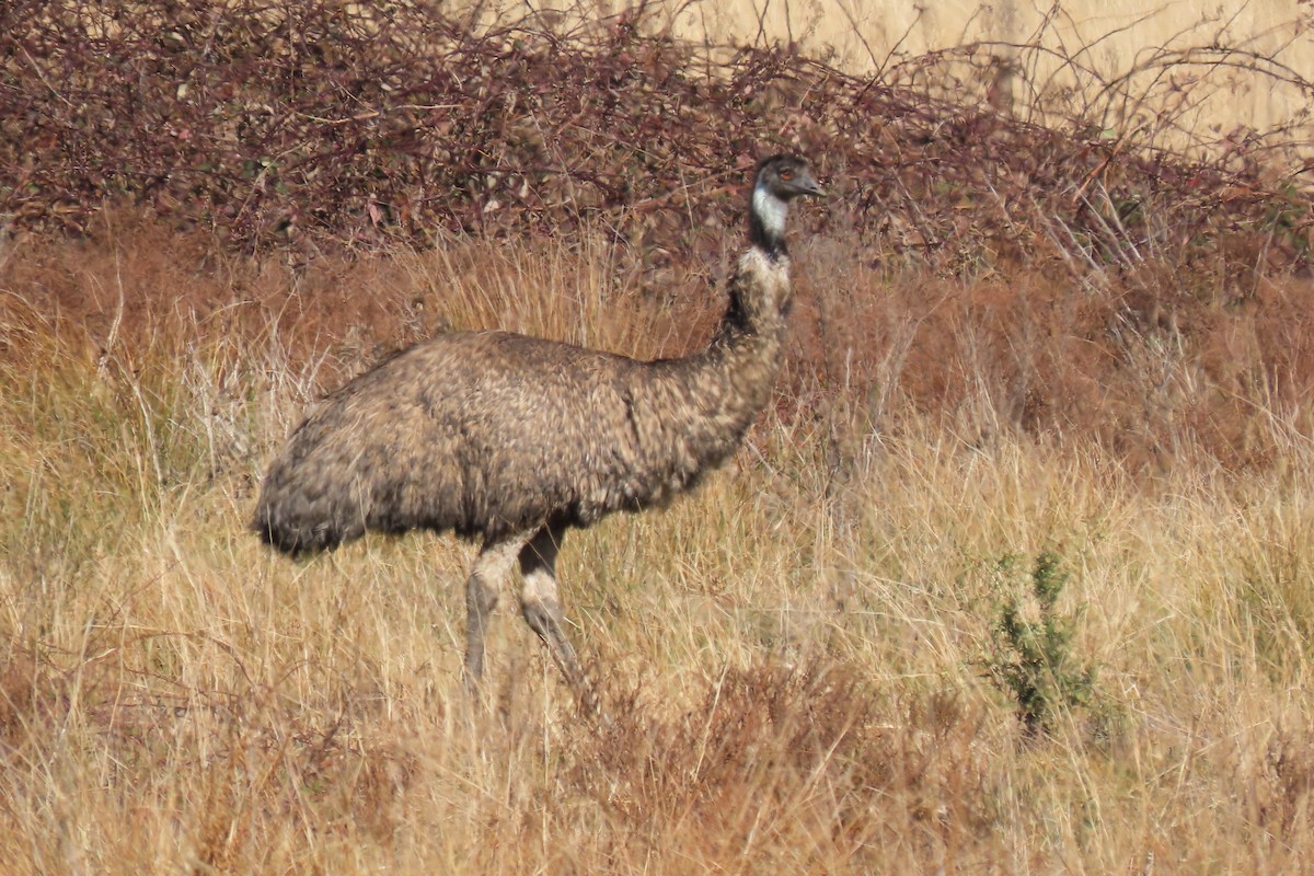 Émeu d'Australie - ML620591546