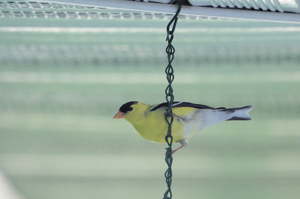 American Goldfinch - ML620591547