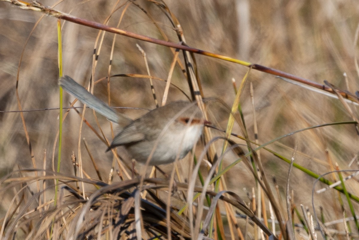 Superb Fairywren - ML620591548