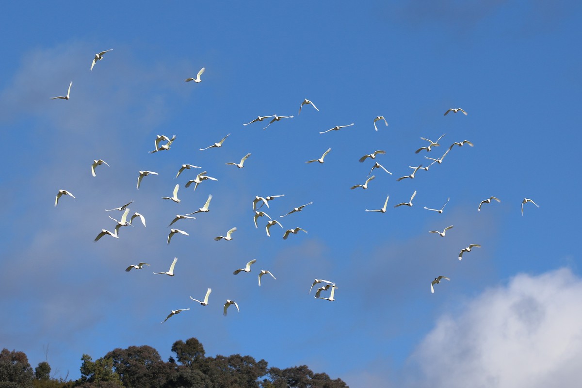 Sulphur-crested Cockatoo - ML620591552