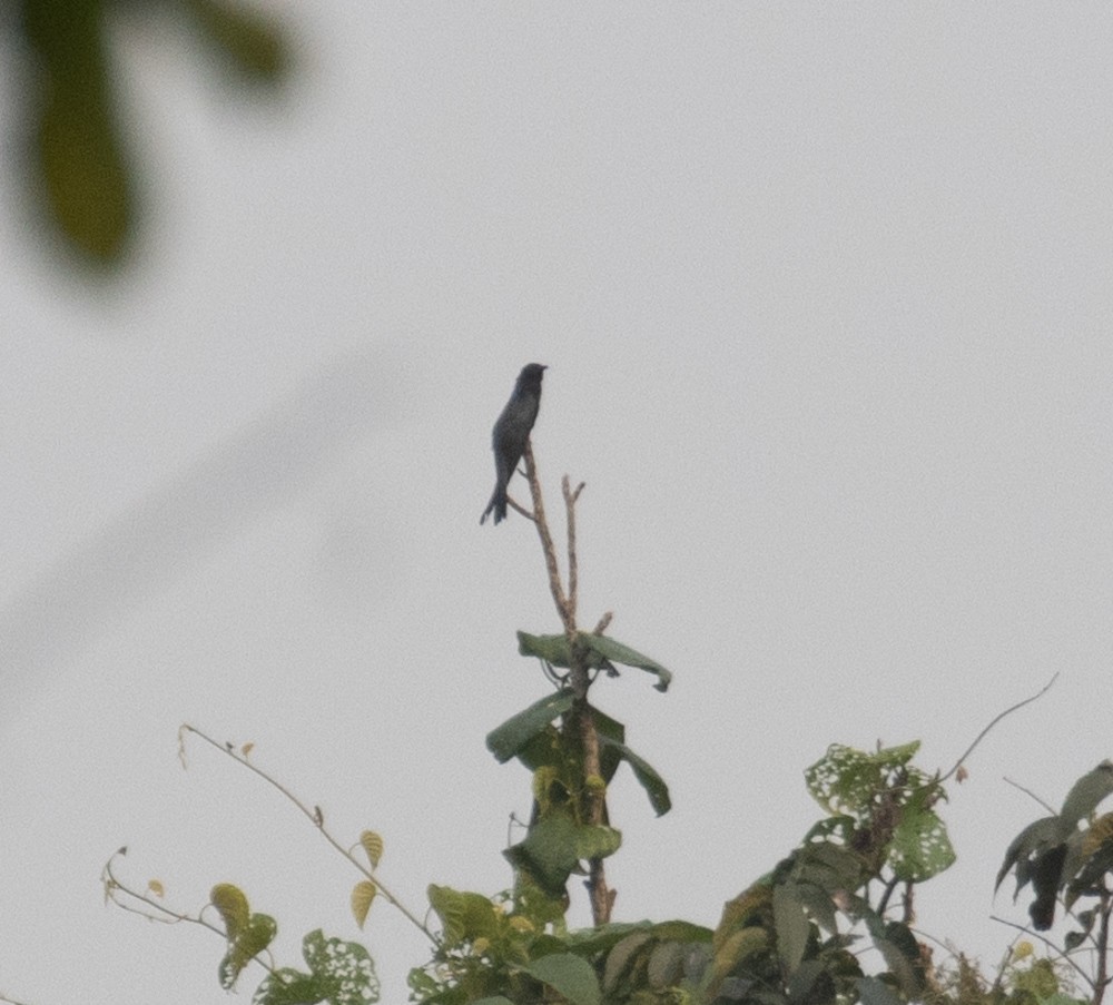 Square-tailed Drongo-Cuckoo - ML620591553
