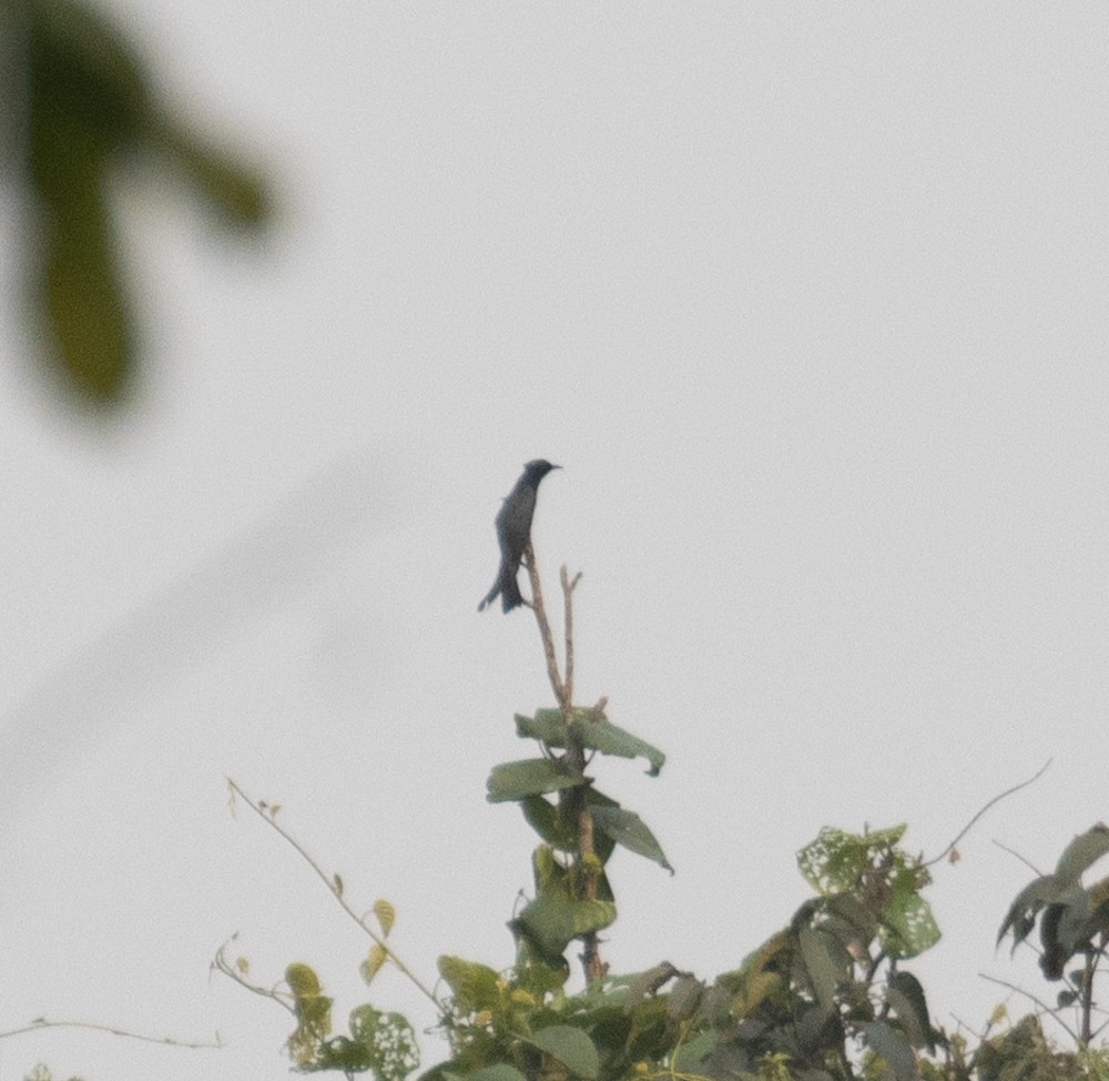 Square-tailed Drongo-Cuckoo - ML620591555