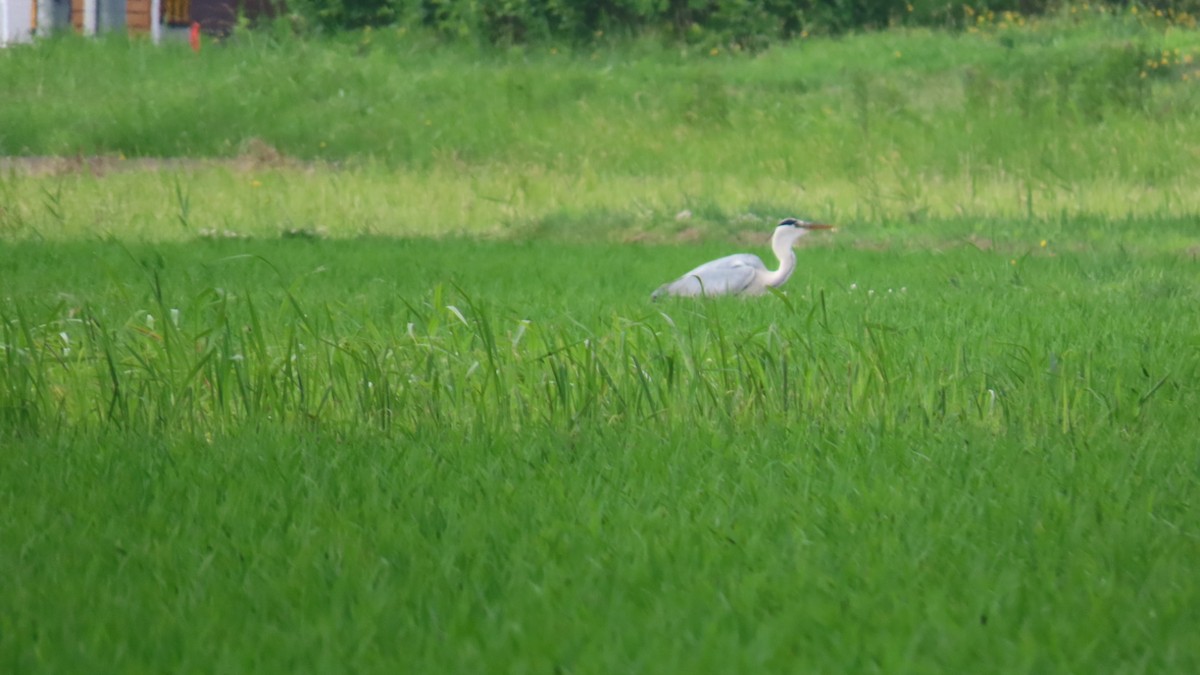 Gray Heron - ML620591575