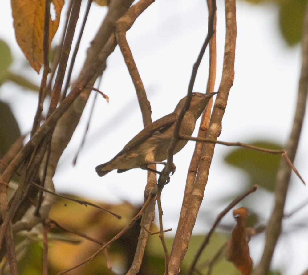 Plain Flowerpecker - ML620591579