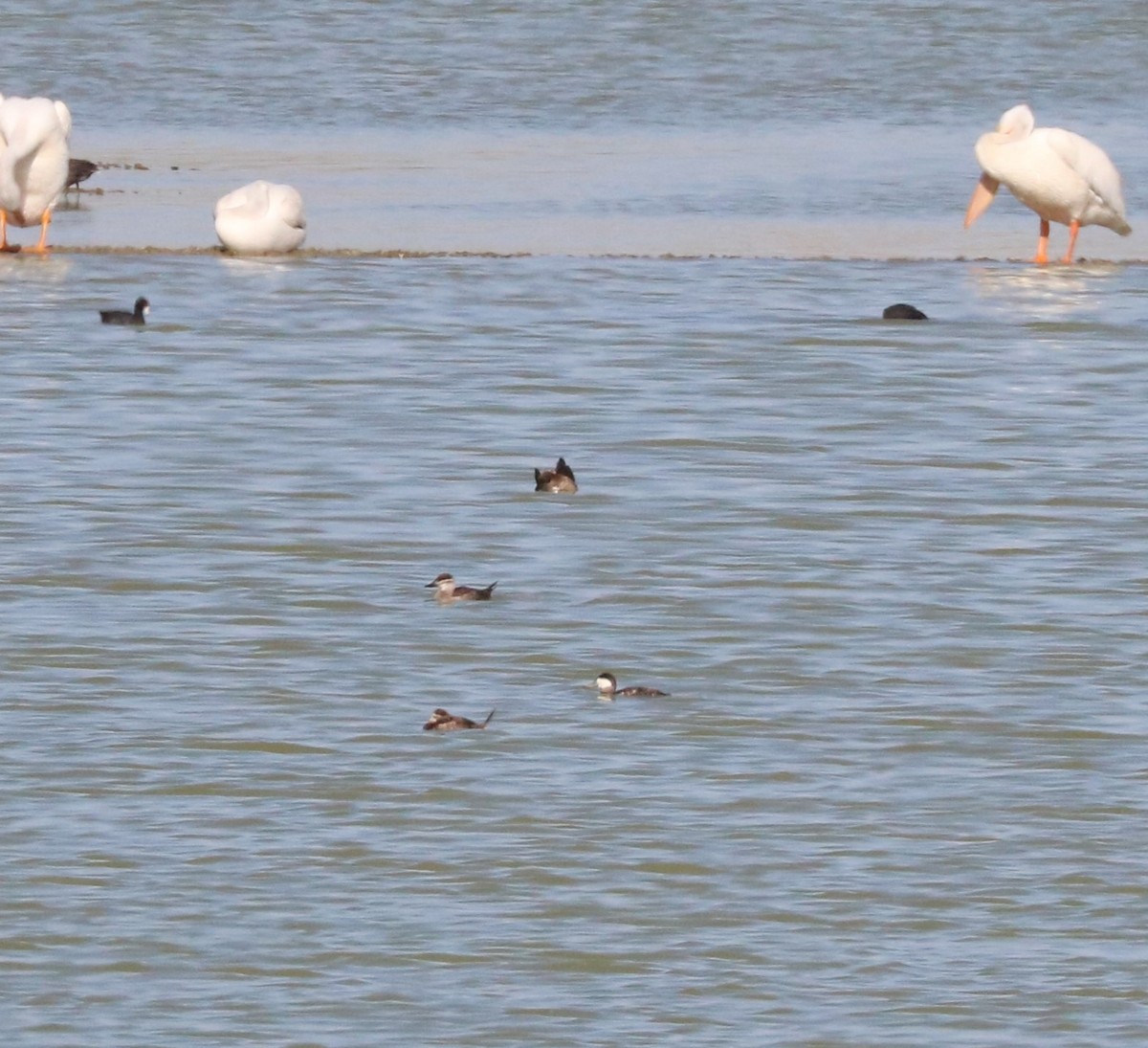 Ruddy Duck - ML620591581
