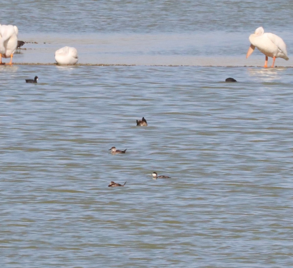 Ruddy Duck - ML620591581