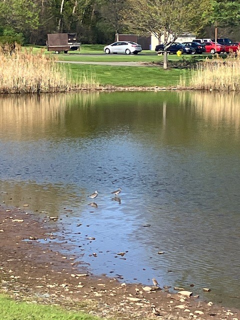 Greater Yellowlegs - ML620591586