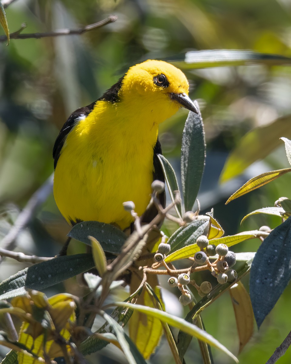 Black-and-yellow Tanager - ML620591591
