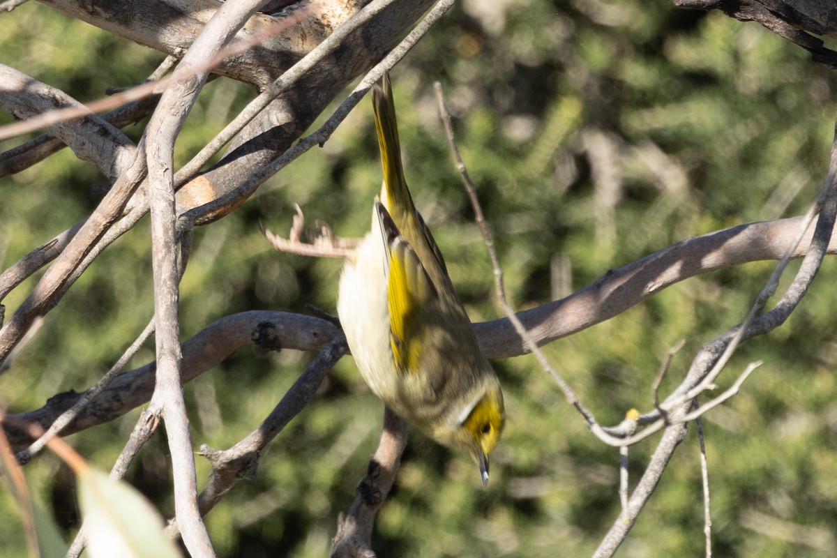 White-plumed Honeyeater - ML620591592