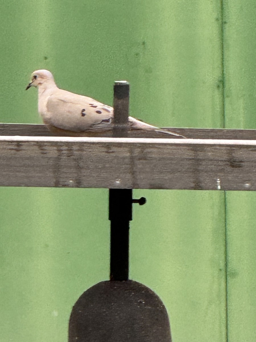 Mourning Dove - ML620591595