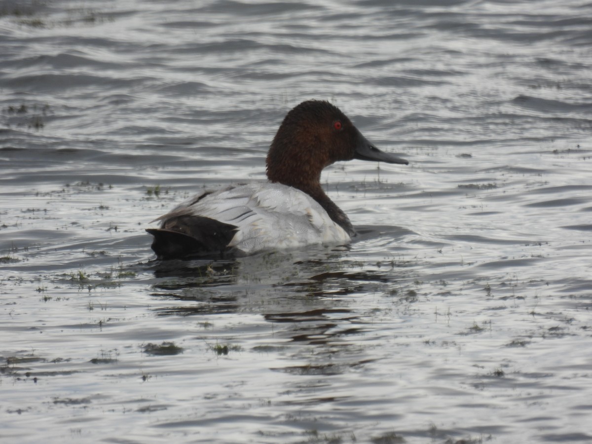 Canvasback - Mike Coulson