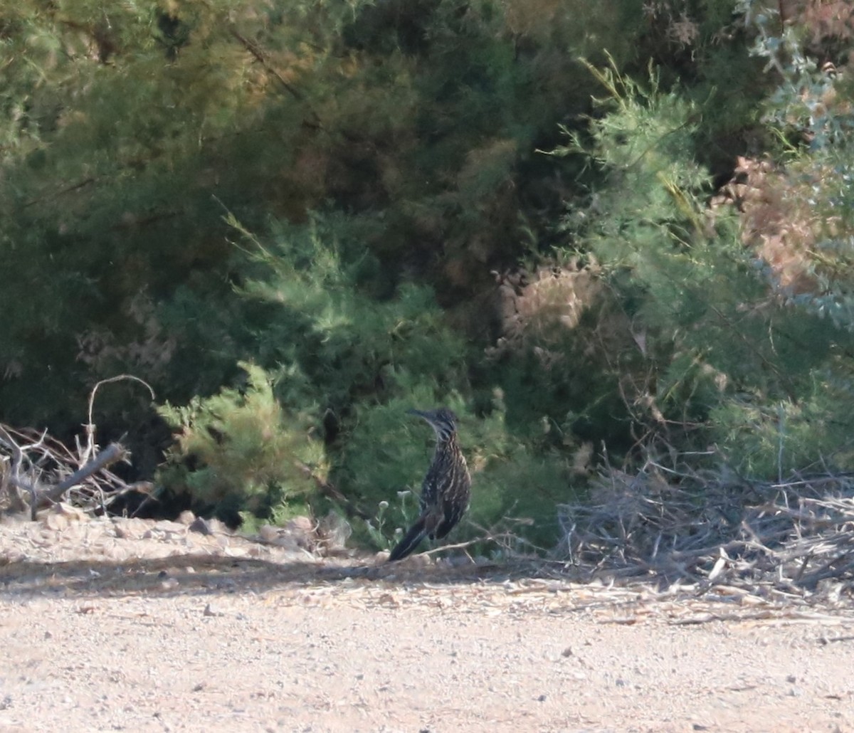 Greater Roadrunner - adam zions