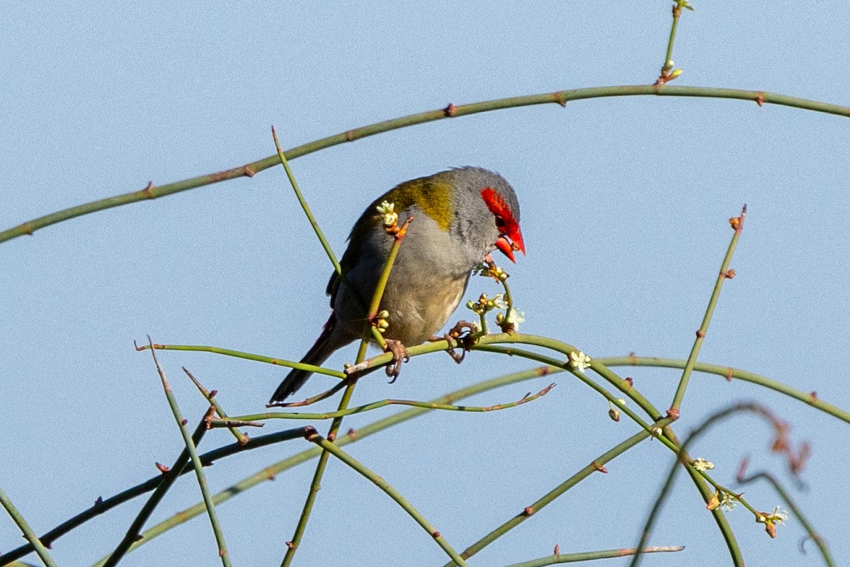 Red-browed Firetail - ML620591604
