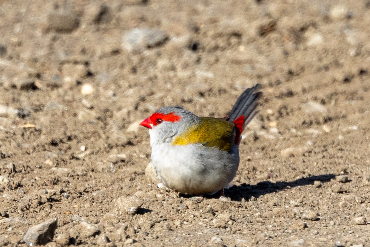 Red-browed Firetail - ML620591605