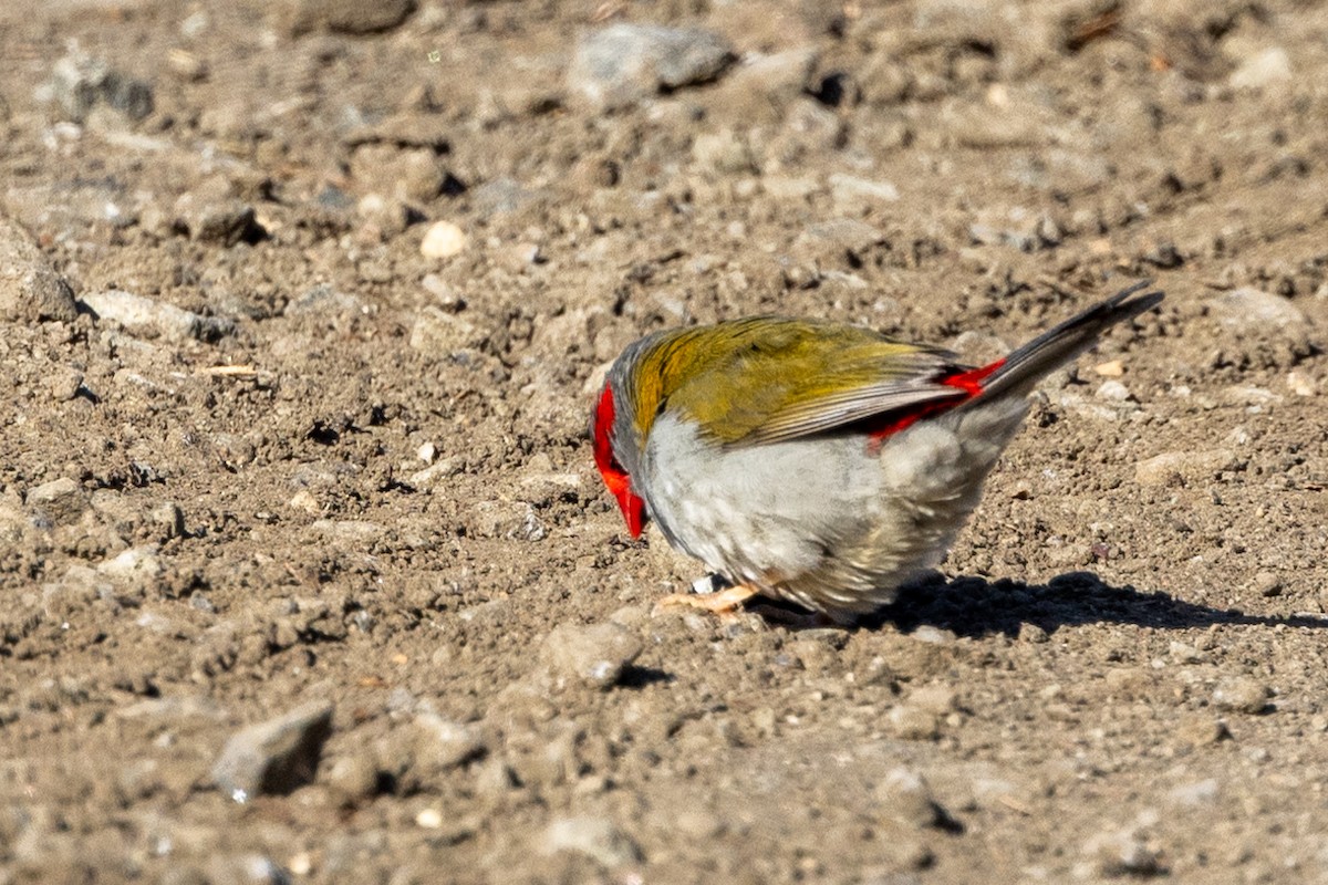 Red-browed Firetail - ML620591607