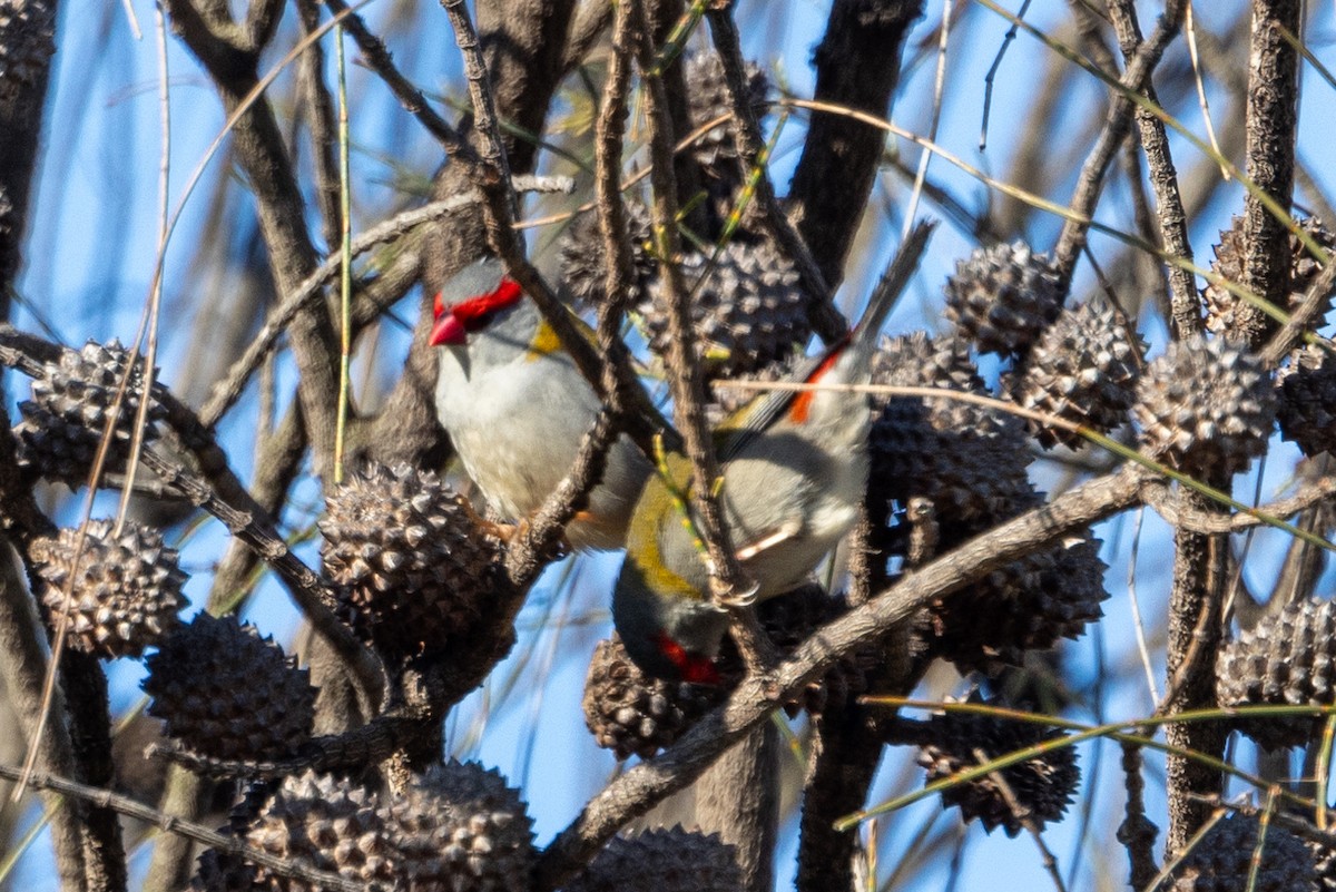 Red-browed Firetail - ML620591608