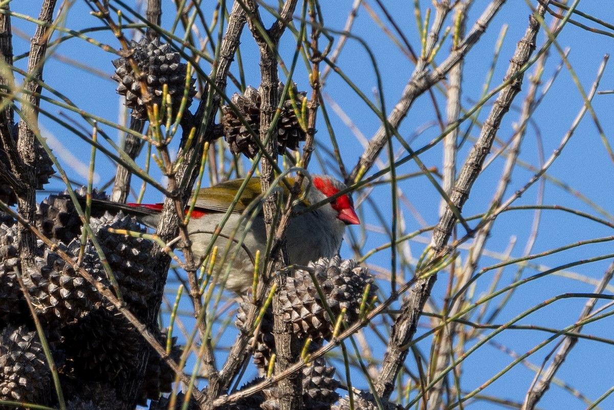Red-browed Firetail - ML620591609
