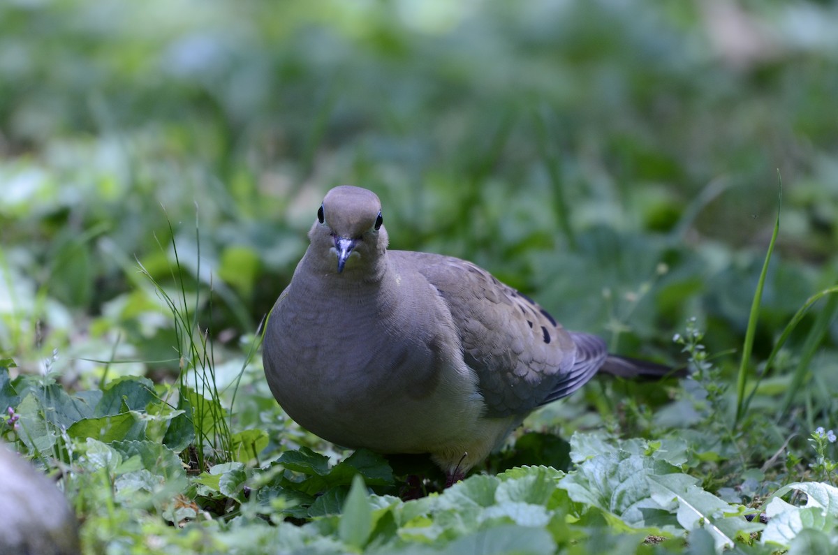 Mourning Dove - ML620591612