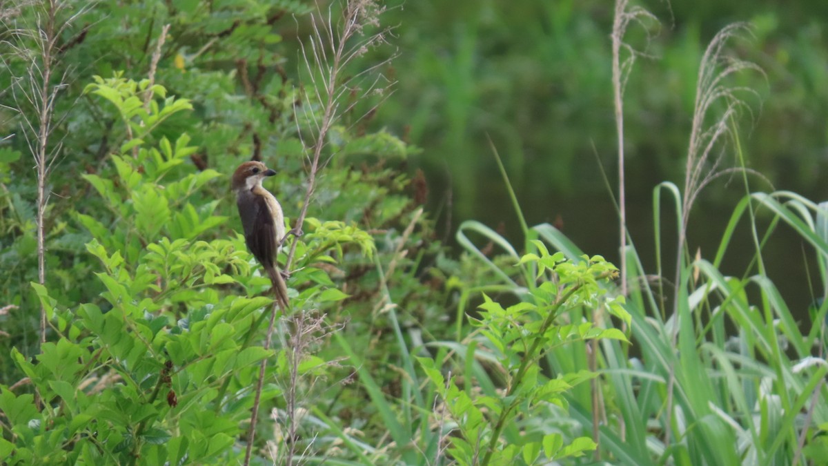 Bull-headed Shrike - ML620591615